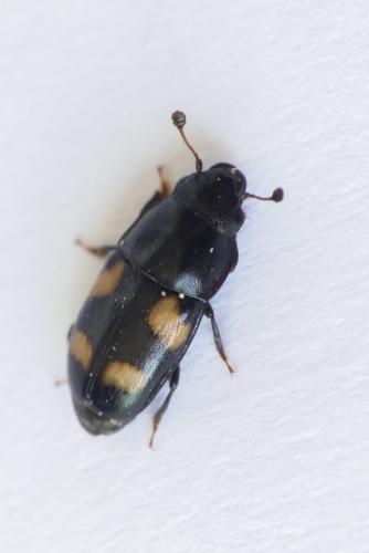Glischrochilus quadrisignatus